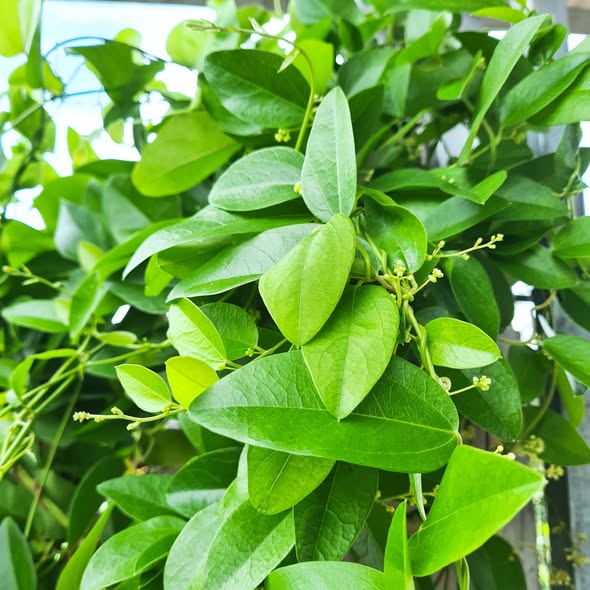 Loại lá trồng làm cảnh, nấu thành món giải nhiệt, mát gan ngày hè
